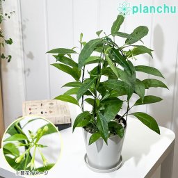 PLANCHU 熱帯花木 ナイトジャスミン アーチ仕立て 5号鉢 受け皿付き 育て方説明書付き 夜香木 ヤコウボク Cestrum nocturnum 観葉植物 鉢花