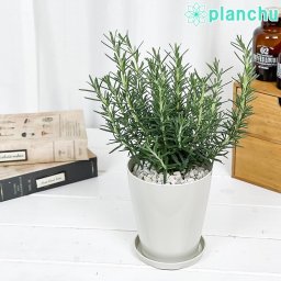 PLANCHU ハーブ苗 ローズマリー マリンブルー 4号鉢 受け皿付き 育て方説明書付き Salvia rosmarinus ‘Marine Blue’ 立性