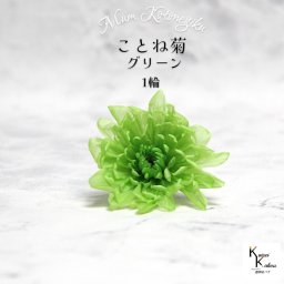 大地農園　「ことね菊 グリーン 1輪」　プリザーブドフラワー　プリザ　ハーバリウム　小花 ドライフラワー ハーバリウム アロマワックスバー