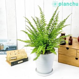 PLANCHU 観葉植物 ネフロレピス グリーンファンタジー 6号鉢 受け皿付き 育て方説明書付き Nephrolepis exaltata ‘Green Fantasy’ シダ  ボストンファーン