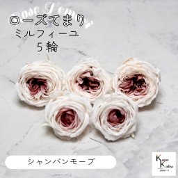 大地農園！プリザーブドフラワー 「ローズ・てまり・ミルフィーユ シャンパンモーブ 5輪」 プリザ 花材 ハーバリウム おしゃれ かわいい プレゼント 贈り物　オオチノウエン バラ 薔薇 ローズ rose
