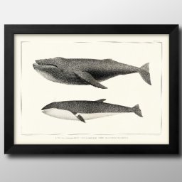 海洋生物 ビンテージイラスト A3 サイズ ポスター アート おしゃれ 絵画 インテリア 北欧 イラスト マット紙 艶消し アートパネル 額 フレーム デザイン 壁掛け ギフト 新築祝い ディスプレイ 引越し祝い　新生活　空間デザイン 