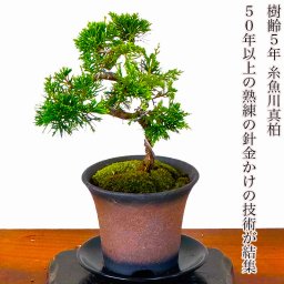 真柏 ミニ盆栽 糸魚川真柏 育て方ガイド付 送料無料 無料ラッピング 趣味 新しい趣味 植物 盆栽 松 室内 初心者 おしゃれ 盆栽 ミニ観葉 誕生日 敬老の日 父の日 プレゼント フラワーギフト 送料無料