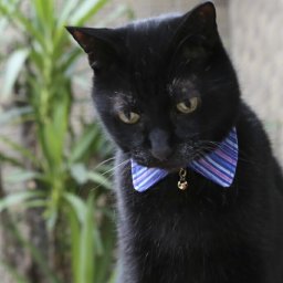 猫 首輪 襟 エリ ブルー 青 安全 セーフティバックル付  コットン ハゲない 猫用首輪 希少USAコットン使用 【 猫雑貨招福 】