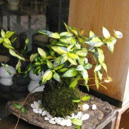 苔玉 黄色い葉  テイカカズラの苔玉 くらま岩器 敷石つき くらま岩 風合い  黄金と緑色の葉が美しい苔玉 こけだま 苔 こけ コケ コケダマ こけ玉 観葉植物