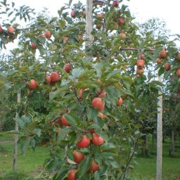30年度 産地直送 青森県産りんご 御所川原 赤~いりんご 約4kg【送料無料※一部地域を除く】