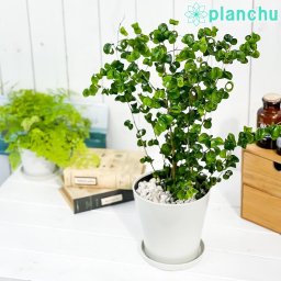 PLANCHU 観葉植物 フィカス ベンジャミン バロック 5号鉢 受け皿付き 育て方説明書付き Ficus benjamina ‘Barok’ PVP 幸運を呼ぶ木 ゴムノキ ゴムの木