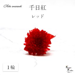 大地農園！プリザーブドフラワー 　１輪【千日紅　センニチコウ レッド】ヘッドのみ　プリザ　花材 ハーバリウム おしゃれ かわいい プレゼント 贈り物　オオチノウエン