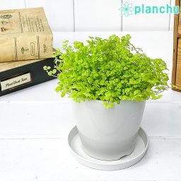 PLANCHU 観葉植物 ソレイロリア ベビーティアーズ ライム 3.5号鉢 受け皿付き 育て方説明書付き Soleirolia soleirolii