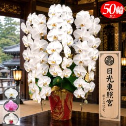 お祝い 御祝 胡蝶蘭 3本立ち 大輪 50輪以上 白 ピンク 白＆赤リップ  送料無料 開店 開業 開院 大臣 就任 移転 出店 新店 新築 叙勲 受賞 授賞 受章 授章 昇進 祝い 祝 開店祝い 開院祝い 開業祝い 移転祝い 就任祝い 花 洋ラン フラワー ギフト 贈り物 プレゼント 株主総会 オープン 新規 新装