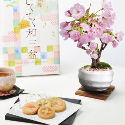 送料無料 5月開花遅咲きのミニ桜の盆栽(受け皿付き)と和三盆クッキーのセット 桜の鉢植えを楽しむなら盆栽がおすすめ 自宅でお花見 桜盆栽 母の日桜盆栽 桜 ミニサイズの旭山桜 桜盆栽 桜 白丸陶器 盆栽ギフト かわいい おしゃれ 初心者 贈り物 ギフト プレゼント 誕生日 バレンタイン さくら 母の日 sakura bonsai ぼんさい】 母の日