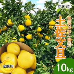 文旦 土佐文旦 家庭用 10kg 産直 龍馬がゆく園芸 宿毛 ぶんたん 宿毛市 産地直送 高知産 高知県 サイズ混合 10キロ ジューシー まろやか 高知 ブンタン 届いてすぐに食べれる追熟文旦 産地直送【送料無料】