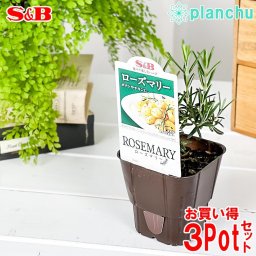 ハーブ苗 S&B ローズマリー 3号ポット 3ポットセット エスビー食品 フレッシュハーブ コンパニオンプランツ ベランダ菜園 家庭菜園