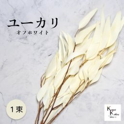「大地農園 ウィローユーカリ オフホワイト 1束」ドライフラワー 葉物 スワッグ リース ブーケ アレンジ 花材 材料シンプル おしゃれ 爽やか プレゼント 贈り物　オオチノウエン