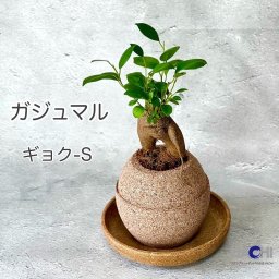 【送料無料】【ガジュマル】観葉植物 本物 ギフト 新築・開店・結婚お祝い　誕生日　記念日　プレゼント　水やり簡単 １週間に１回受け皿に水を入れるだけで簡単に管理できます。