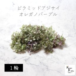 メール便で発送 大地農園！プリザーブドフラワー 「ピラミッドアジサイ・ヘッド（グラデーション） オレガノパープル 1輪分」 プリザ アジサイ 紫陽花 花材 ハーバリウム おしゃれ かわいい プレゼント 贈り物 オオチノウエン ピラミッドアジサイ