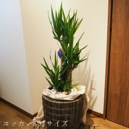 お中元 観葉植物 ユッカ 8号サイズ 8寸 鉢植え  薫る花 観葉植物 おしゃれ インテリアグリーン 大型 中型　カゴ付き 御中元