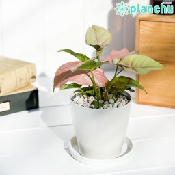 PLANCHU 観葉植物 シンゴニウム ネオン 3.5号鉢 受け皿付き 育て方説明書付き Syngonium podophyllum ‘Neon’