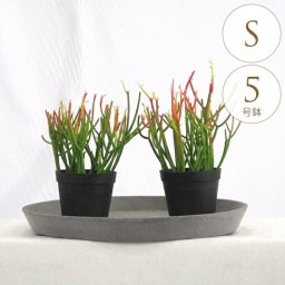 観葉植物 ミルクブッシュ S 5号鉢  植物 5号 インテリア 室内 リビング 屋外 ベランダ 植木 玄関 庭 テラス オフィス 人気 多肉植物 多肉