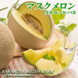マスク メロン 大玉 2L〜3L(1玉入り) 1.8kg以上 熊本県 産直 アールスメロン 送料無料 お中元 御中元 ギフト プレゼント ふるさと 産直 お供え 仏前 御供 内祝 数量限定 限定品 青肉メロン 果実 果物 くだもの フルーツ 贈答 贈答用 贈答品 特秀 秀品 贈り物 旬 食べ物