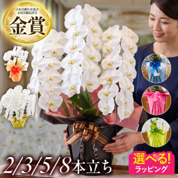 【産地直送】 胡蝶蘭 白 3本立ち 42輪以上 5本立ち 70輪以上 8本立ち 104輪以上 高さ約75～95cm  2本立ち14輪以上 お祝い プレゼント 花 生花 ギフト 内祝い 開店 開院 開業 移転 就任 昇進 当選 贈り物 還暦 喜寿 御供 開店祝い 敬老 お中元 敬老の日  送料無料 お祝 御祝 御祝い お歳暮 バースデー フラワー お花 誕生日 記念日 結婚記念日 恋人 女性