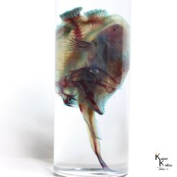 「透明標本 捕食中のハナオコゼ」skelton スケルトン　クリア　透明瓶　グリセリン　解剖　昆虫　ネックレス　マグネット　シール　ファイル　化石　自由研究　パズル　工作　アクセサリー 理科　標本　研究　骨格　骨　インテリア　雑貨透明標本
