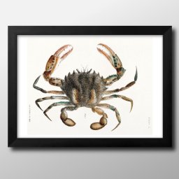 海洋生物 ビンテージイラスト A3 サイズ ポスター アート おしゃれ 絵画 インテリア 北欧 イラスト マット紙 艶消し アートパネル 額 フレーム デザイン 壁掛け ギフト 新築祝い ディスプレイ 引越し祝い　新生活　空間デザイン 