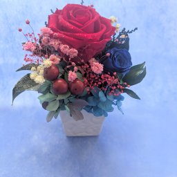 プリザーブドフラワー／大輪の赤い薔薇と青い薔薇の白い花器アレンジ／フラワーケースリボンラッピング付き