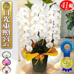 お祝い 御祝 胡蝶蘭 3本立ち 大輪 41輪以上 白 ピンク 白＆赤リップ イエロー 送料無料 開店 開業 開院 大臣 就任 移転 出店 新店 新築 叙勲 受賞 授賞 受章 授章 昇進 祝い 祝 開店祝い 開院祝い 開業祝い 移転祝い 就任祝い 花 洋ラン フラワー ギフト 贈り物 プレゼント 株主総会 オープン 新規 新装