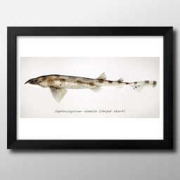 海洋生物 ビンテージイラスト A3 サイズ ポスター アート おしゃれ 絵画 インテリア 北欧 イラスト マット紙 艶消し アートパネル 額 フレーム デザイン 壁掛け ギフト 新築祝い ディスプレイ 引越し祝い　新生活　空間デザイン 