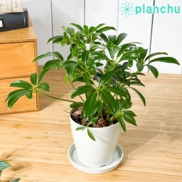 PLANCHU 観葉植物 シェフレラ アルボリコラ コンパクタ 3.5号鉢 受け皿付き 育て方説明書付き Schefflera arboricola ‘Compacta’ ホンコンカポック
