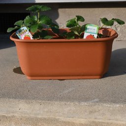 イチゴ2026年食べる楽しみいちごプランター植え春に　いちご狩りを楽しみに　育てるイチゴ贈り物に