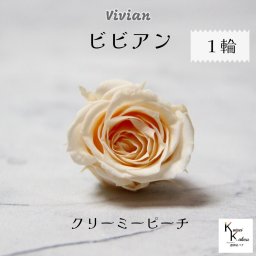 大地農園！プリザーブドフラワー 「ビビアン クリーミーピーチ 1輪」  プリザ 花材 ハーバリウム  おしゃれ かわいい プレゼント 贈り物 オオチノウエン バラ 薔薇 ローズ rose