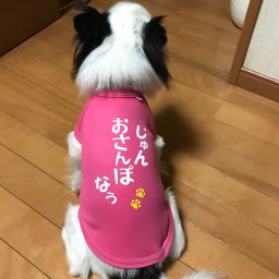 【名入れ】おさんぽ なぅ☆ワンちゃんの名前をプリントした世界で一枚の犬用Tシャツ