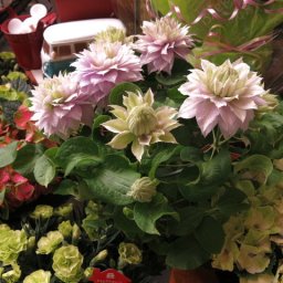 母の日 プレゼント 人気 鉢植え クレマチス 八重パープル 淡紫 ◆母の日ギフト プレゼント 鉢植え