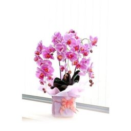 光触媒胡蝶蘭ピンク３本立 お祝い 造花 インテリア ポイント消化