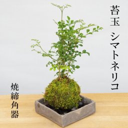 苔玉 涼しげな葉が苔とよくあいます シマトネリコの苔玉焼締角器セット 敷石つき 陶房・歩知歩智 名古屋セット 苔 こけ コケ コケダマ こけ玉 しまとねりこ
