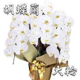 胡蝶蘭 白大輪 ３本立ち 27輪以上(つぼみ込み) お祝い 開店 開業 開院 移転 就任 昇進 退職 当選 栄転 受賞 異動 贈り物 お供え 誕生日 還暦 コチョウラン こちょうらん