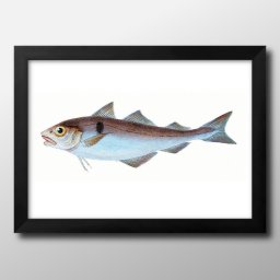 海洋生物 ビンテージイラスト A3 サイズ ポスター アート おしゃれ 絵画 インテリア 北欧 イラスト マット紙 艶消し アートパネル 額 フレーム デザイン 壁掛け ギフト 新築祝い ディスプレイ 引越し祝い　新生活　空間デザイン 