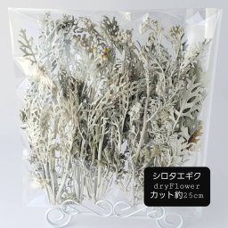 シロタエギク ドライフラワー 花材