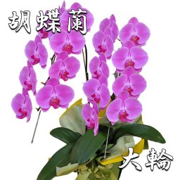 胡蝶蘭 ピンク大輪 ２本立ち 18輪以上(つぼみ込み) お祝い 開店 開業 開院 移転 就任 昇進 退職 当選 栄転 受賞 異動 贈り物 お供え 誕生日 還暦 コチョウラン こちょうらん