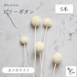 大地農園！プリザーブドフラワー 「ビリーボタン オフホワイト 5本」プリザ 花材 ハーバリウム おしゃれ かわいい プレゼント 贈り物　オオチノウエン