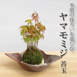 苔玉 こけ玉 春に新芽・秋に紅葉が楽しめる 山モミジ苔玉 こけ玉焼締茶器セット 敷石つき 陶房・歩知歩智 名古屋・敷石セット もみじ モミジ こうよう こけだま コケダマ 苔 こけ コケ やまもみじ やまもみじ