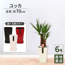 ユッカ 6号 カラーポット 高さ約70cm 観葉植物 青年の木