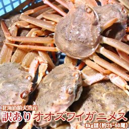 オオズワイガニ メス 活 訳あり 北海道産 8kg（約25−50尾入） 身入り7分前後 送料無料 ※沖縄送料別途加算