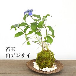 【2026年開花終了】苔玉  ヤマアジサイの寄せ植え苔玉 くらま岩器 敷石つき くらま岩 風合い　山紫陽花　母の日　５月開花　贈り物 こけだま コケダマ 苔 こけ コケ やまあじさい 紫陽花 山紫陽花