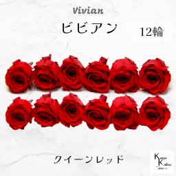大地農園！プリザーブドフラワー 「ビビアン クイーンレッド 12輪」  プリザ 花材 ハーバリウム  おしゃれ かわいい プレゼント 贈り物 オオチノウエン バラ 薔薇 ローズ rose