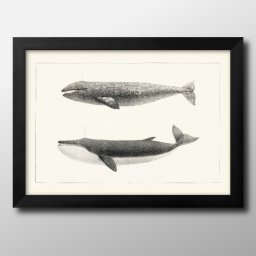 海洋生物 ビンテージイラスト A3 サイズ ポスター アート おしゃれ 絵画 インテリア 北欧 イラスト マット紙 艶消し アートパネル 額 フレーム デザイン 壁掛け ギフト 新築祝い ディスプレイ 引越し祝い　新生活　空間デザイン 