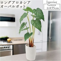 フェイクグリーン ロングアロカシアオーバル 通販 フェイク グリーン 人工観葉植物 インテリアグリーン イミテーショングリーン インテリアプランツ 人工樹木 ポット 鉢 アーティフィシャルグリーン 人工植物 おしゃれ リビング 寝室 インテリア GLA-1227