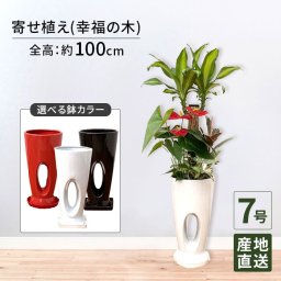 寄せ植え（幸福の木）7号 穴高陶器 高さ約100cm 観葉植物